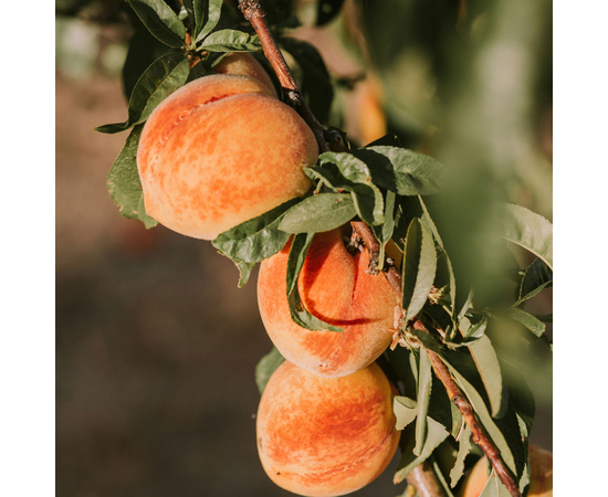 SmileKit Спрей для полости рта со вкусом персика, 10 мл